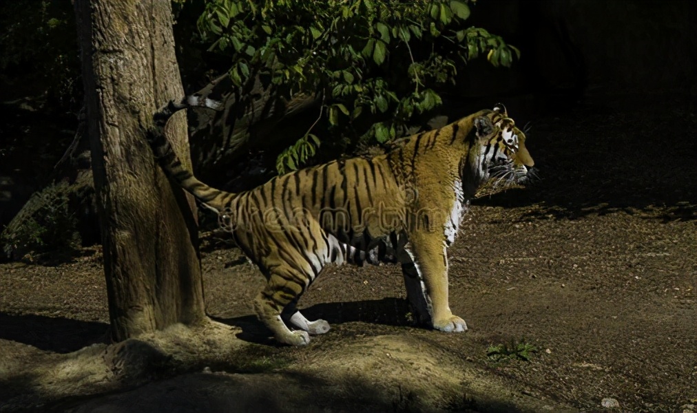 老虎的繁衍与生育,老虎的繁衍能力为什么比不上猫