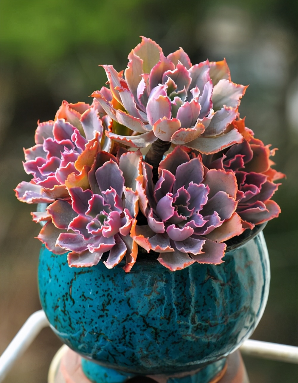 多肉容易养成老桩都有哪些品种,多肉老桩欣赏最新