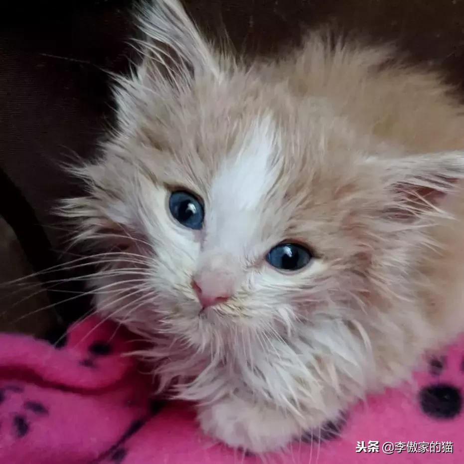 幸运的小小猫,幸运的猫咪全集