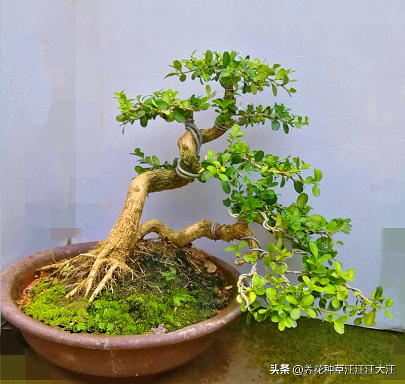 黄杨树耐热耐寒吗,珍珠黄杨的盆景造型