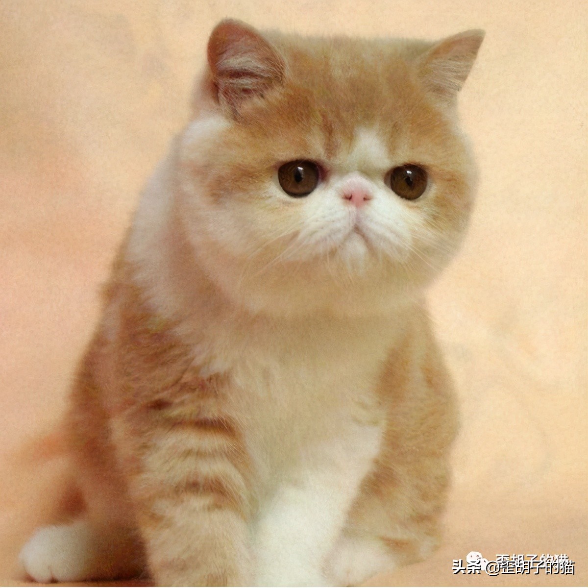 「歪胡子的猫」盘点中美日动漫中的猫咪现实中的样子