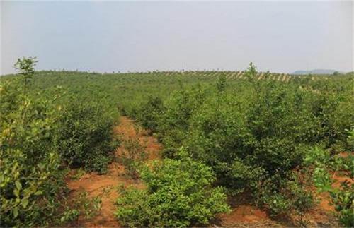 “花果同枝”的油茶树，栽培的方法是什么，你了解吗？