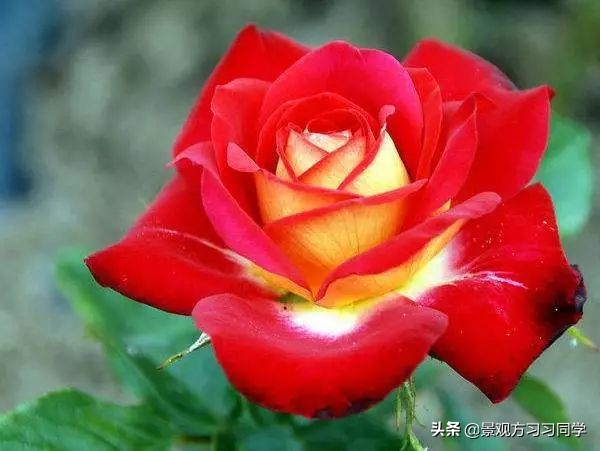 农村庭院花园效果图大全现代简约,花园设计效果图庭院180平方米