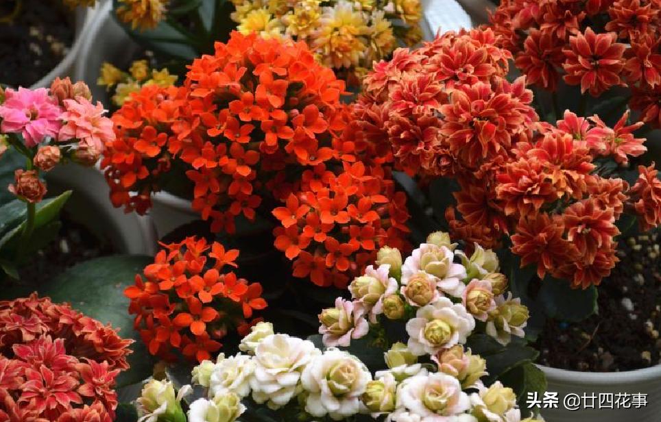 七种花不能养,7种花寓意美好花开不断