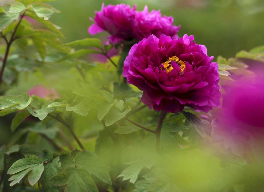 国花牡丹有哪些品种,花有很多种但是牡丹才是真国色