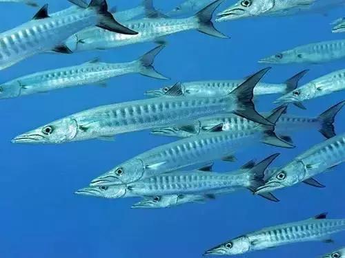 宁波一渔民整理海鲜大全,宁波最全的海鲜