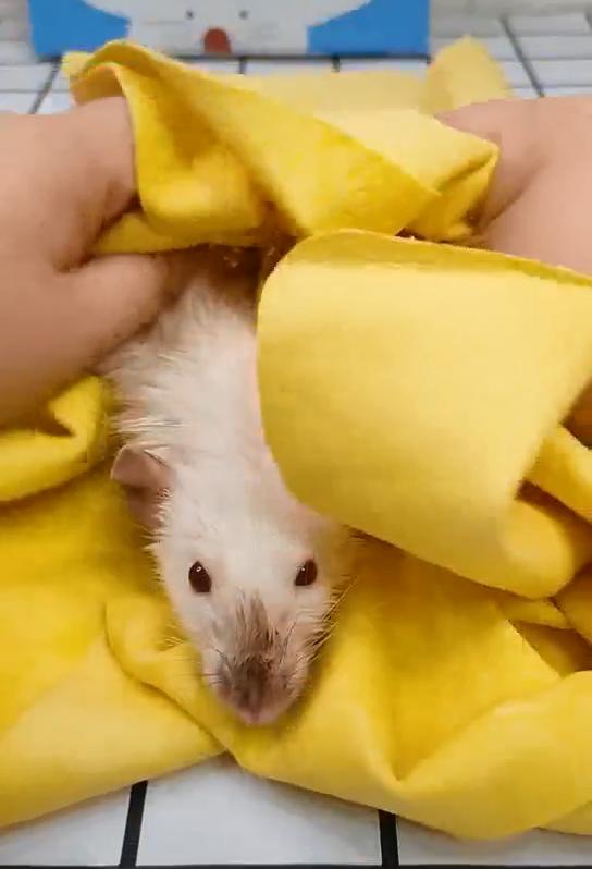 精灵鼠小弟是什么老鼠,精灵鼠小弟个人简介