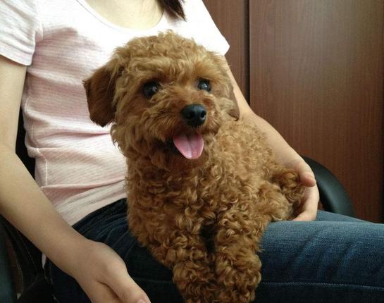 泰迪各种动作代表的意思,怎样训练泰迪做恭喜动作