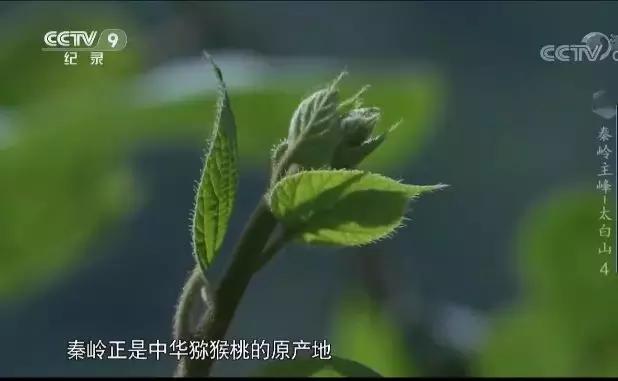 陕西周至猕猴桃哪家好,周至县猕猴桃和眉县猕猴桃