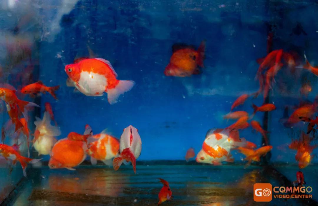 重庆花市排名前十名,重庆花市哪里最便宜