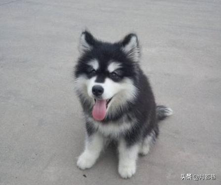 阿拉斯加纯种多少钱一只,纯种阿拉斯加和混血阿拉斯加