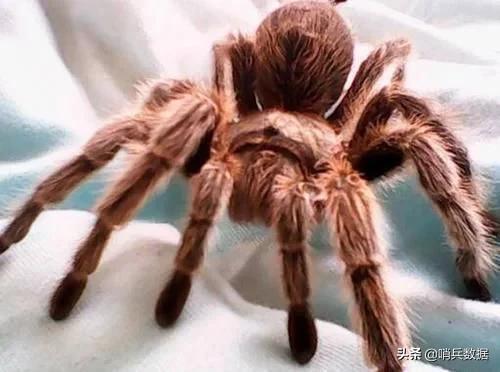 全球十大最小的宠物,全球10大最小宠物小巧可随身携带