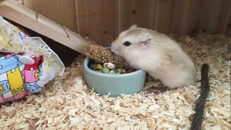 布丁仓鼠激萌时刻,布丁仓鼠萌宠