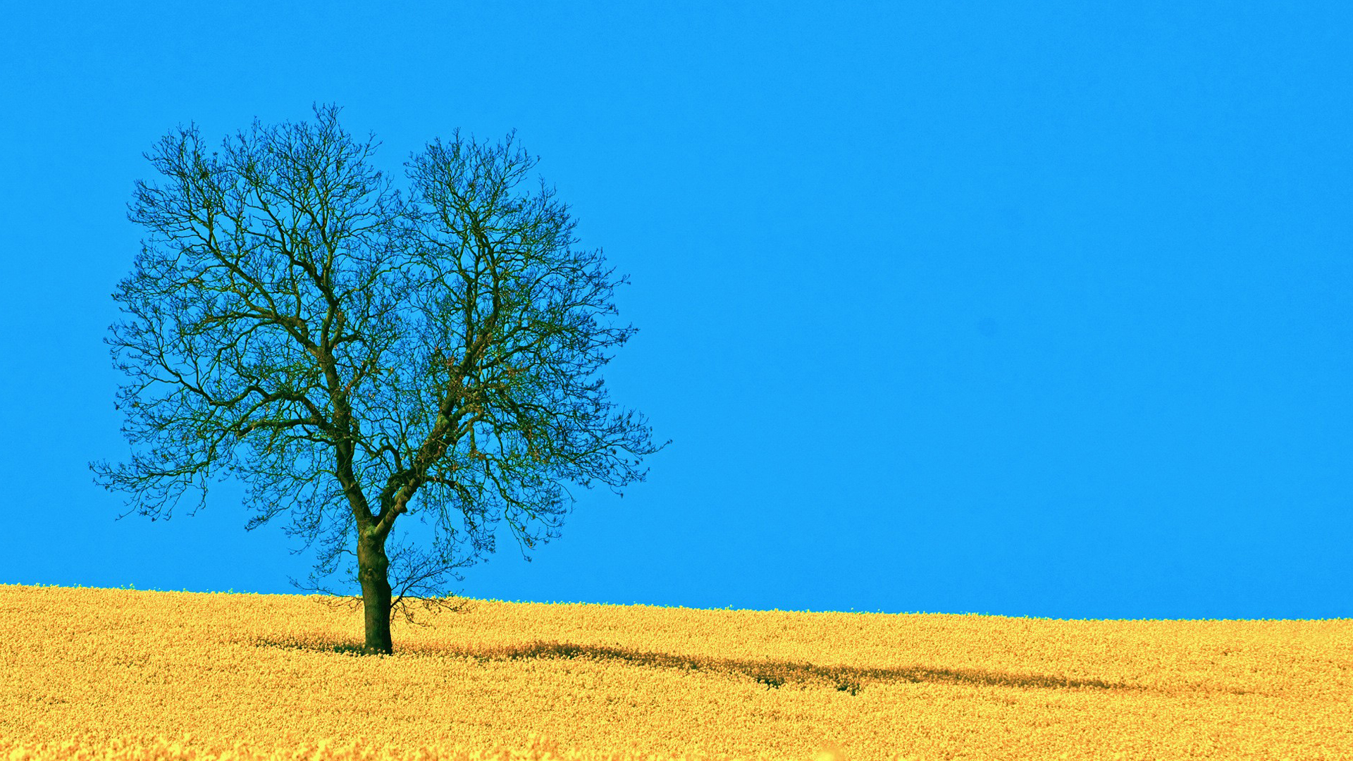 用心理学解锁创业困境,创业心理学的五种心理效应