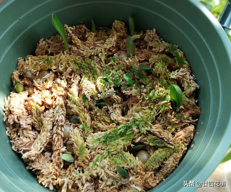 君子兰小苗怎样栽养才能旺盛,用一粒种子如何养出一盆君子兰