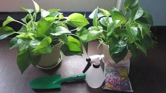 养绿萝牢记这4种方法疯长不停,绿萝怎么养才能发新枝快