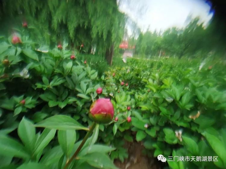 天鹅湖牡丹园景区,天鹅湖景区怎么样