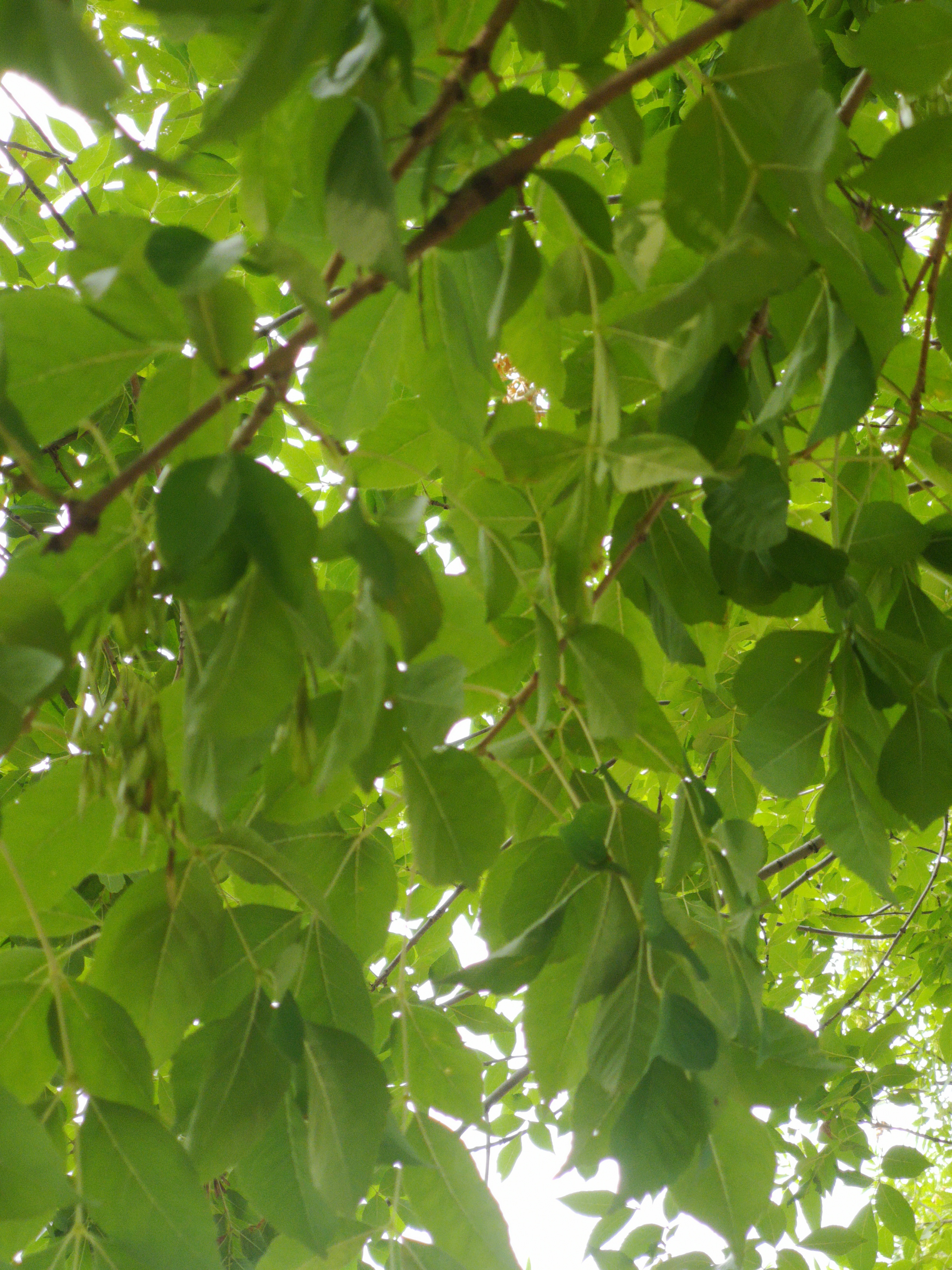 白蜡树是什么树图解,白蜡树和女贞子区别