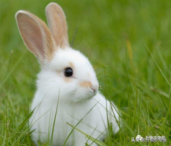 兔兔要死之前的征兆,兔兔突然死亡的原因