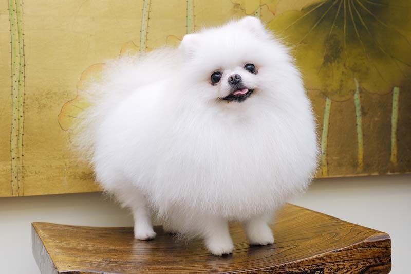 什么宠物小狗好养又干净又聪明,盘点9种可爱又容易养小狗