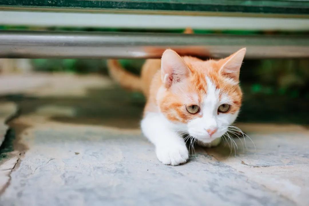 找领养新成员|你好呀，铲屎官