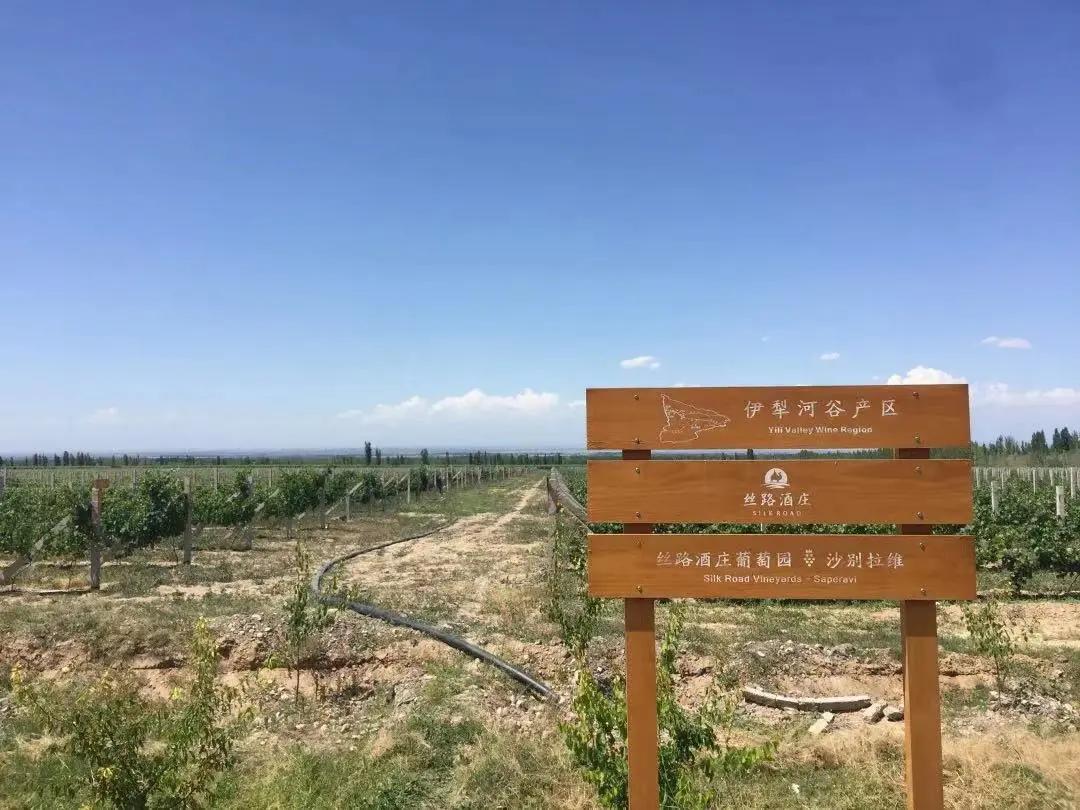 丝路酒庄收获葡萄酒,丝路酒庄红酒