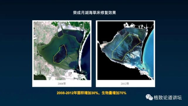 除了能提高人体免疫力，这个“肥宅”还是海底清道夫