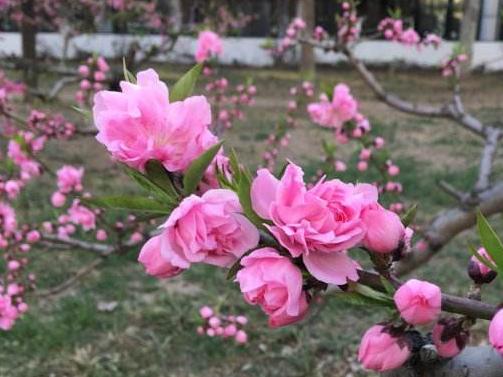 花粉过敏怎么办脸上泛红,花粉过敏怎么办一直打喷嚏鼻子痒