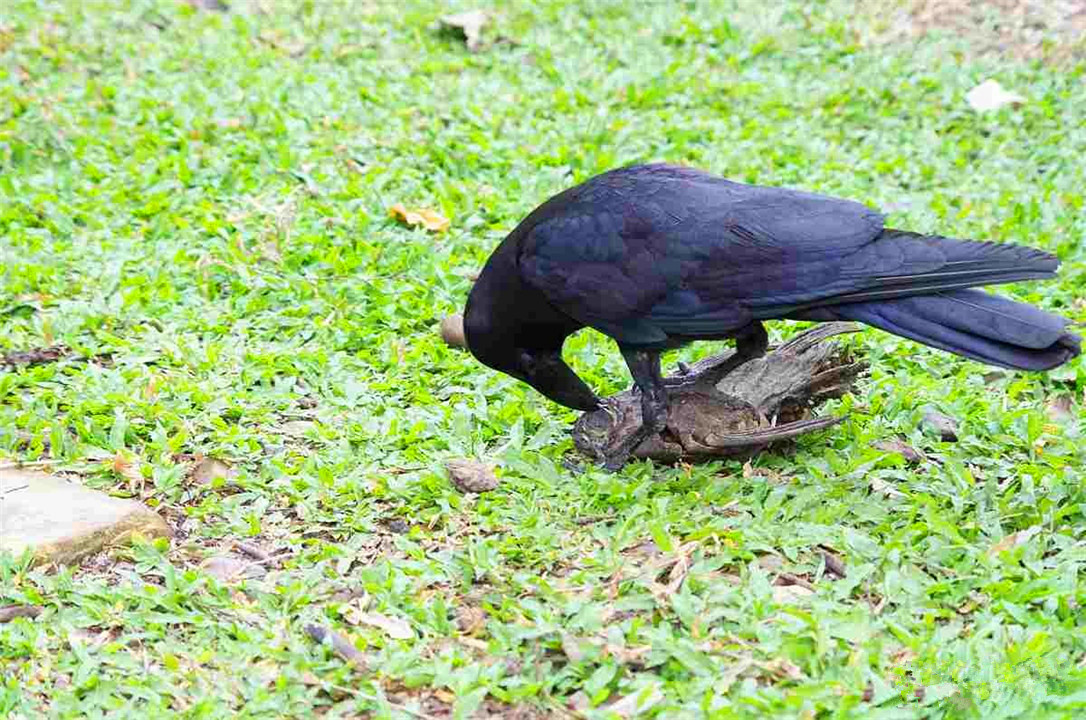 乌鸦为什么能预测凶兆,乌鸦真的是鸟类中智商最高的存在