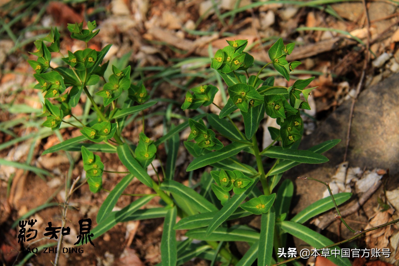 【本草百科·药知鼎——狼毒】花美却是恶毒之药，杀飞鸟走兽