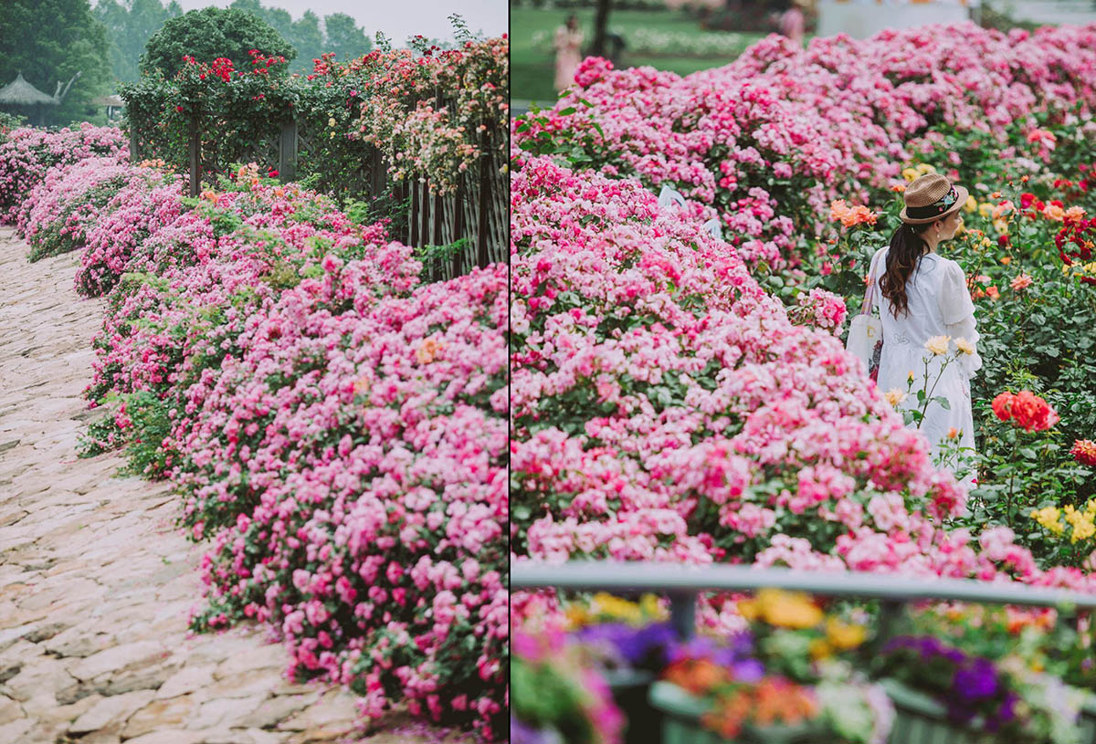 辰山植物园迎春花展,辰山植物园荷花展时间