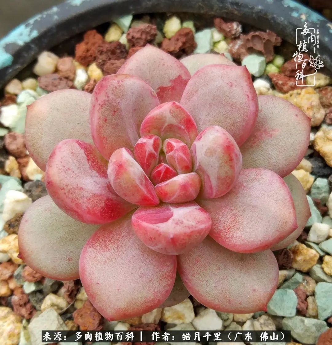 多肉娇气养不活多肉的10个秘密,养多肉是件很治愈的事情