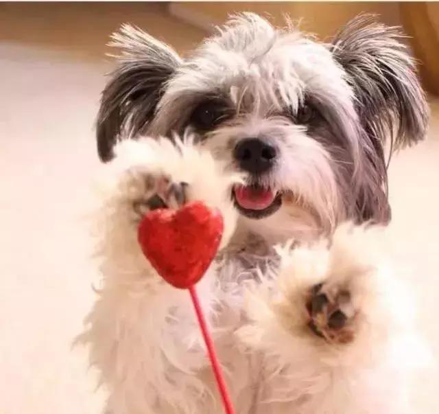 猫咪隔着衣服抓伤要打针吗,被猫咪咬伤要不要打破伤风