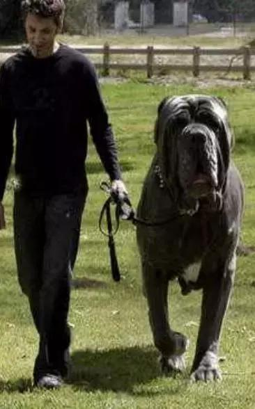 肌肉型猛犬图片,最帅最有气质的猛犬