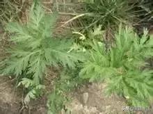 新疆的特殊植物,新疆戈壁上常见的植物