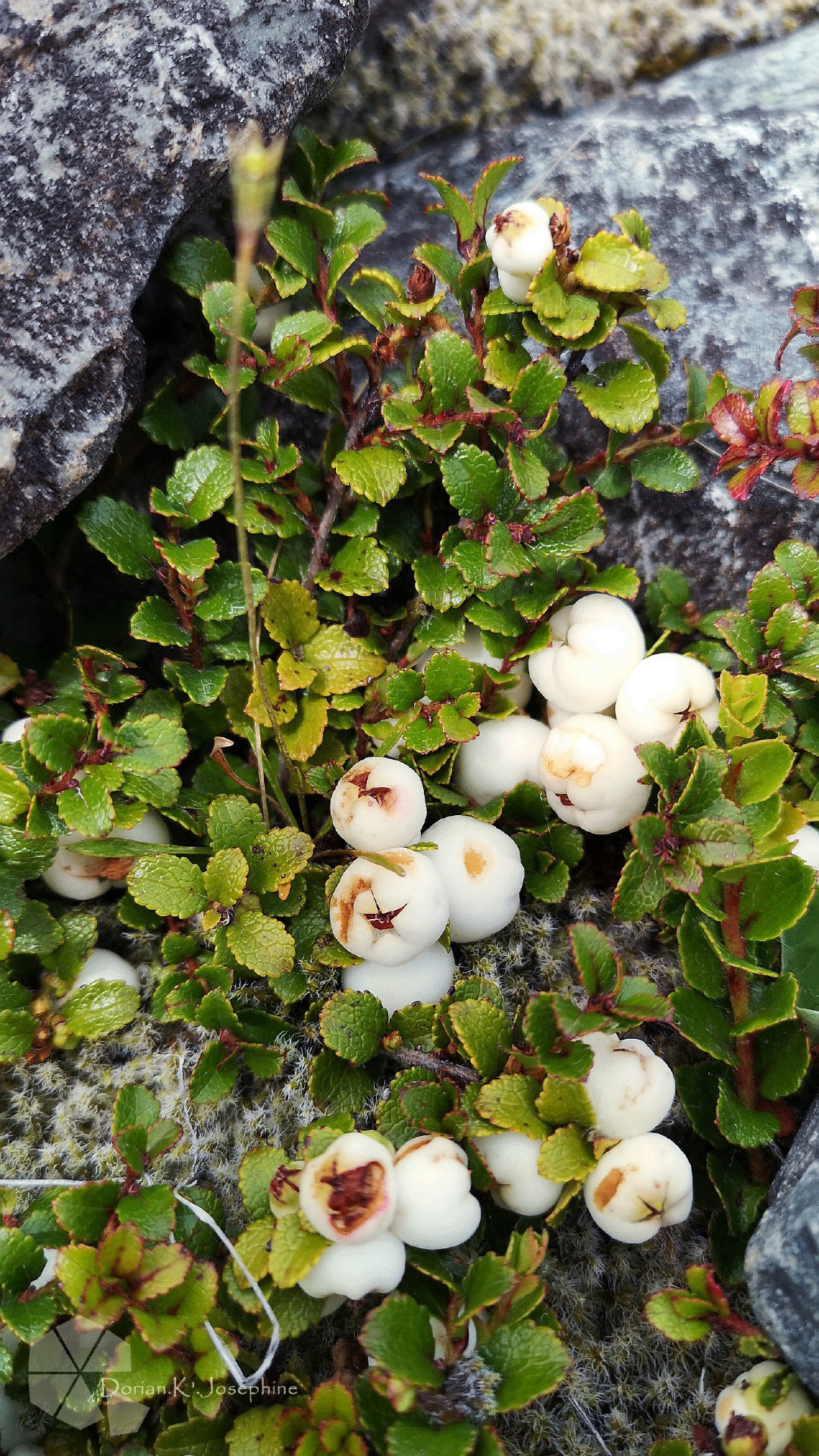新西兰南岛一日游,新西兰南岛旅游地图