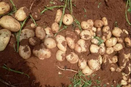 夏天土豆怎么保存不发芽不变绿,土豆削皮后真空包装可以保存多久