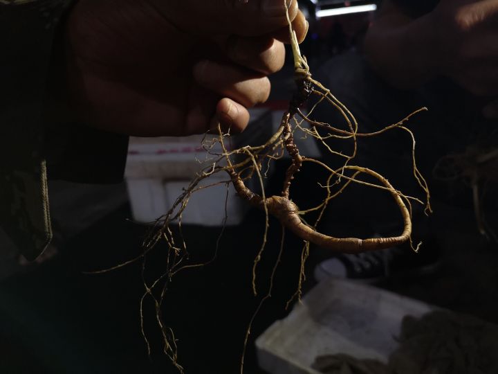 人吸收天地精华的最佳方法,人参果吸取天地之灵气