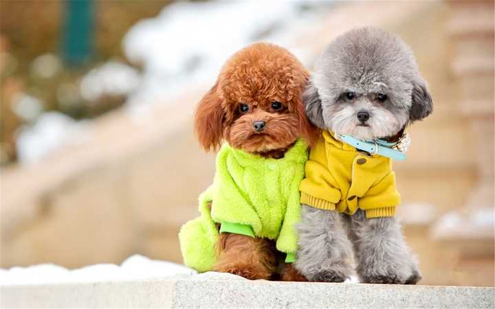 最齐全的狗狗品种介绍及图片,带你了解一下常见狗狗的品种