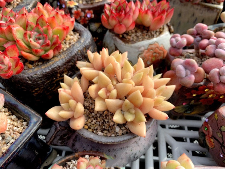 多肉葡萄叶子有黑点掉叶子怎么办,多肉布丁叶子一碰就掉怎么回事