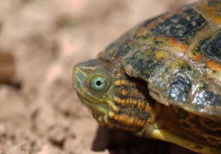 黄喉石龟图片大全,欧洲黄喉