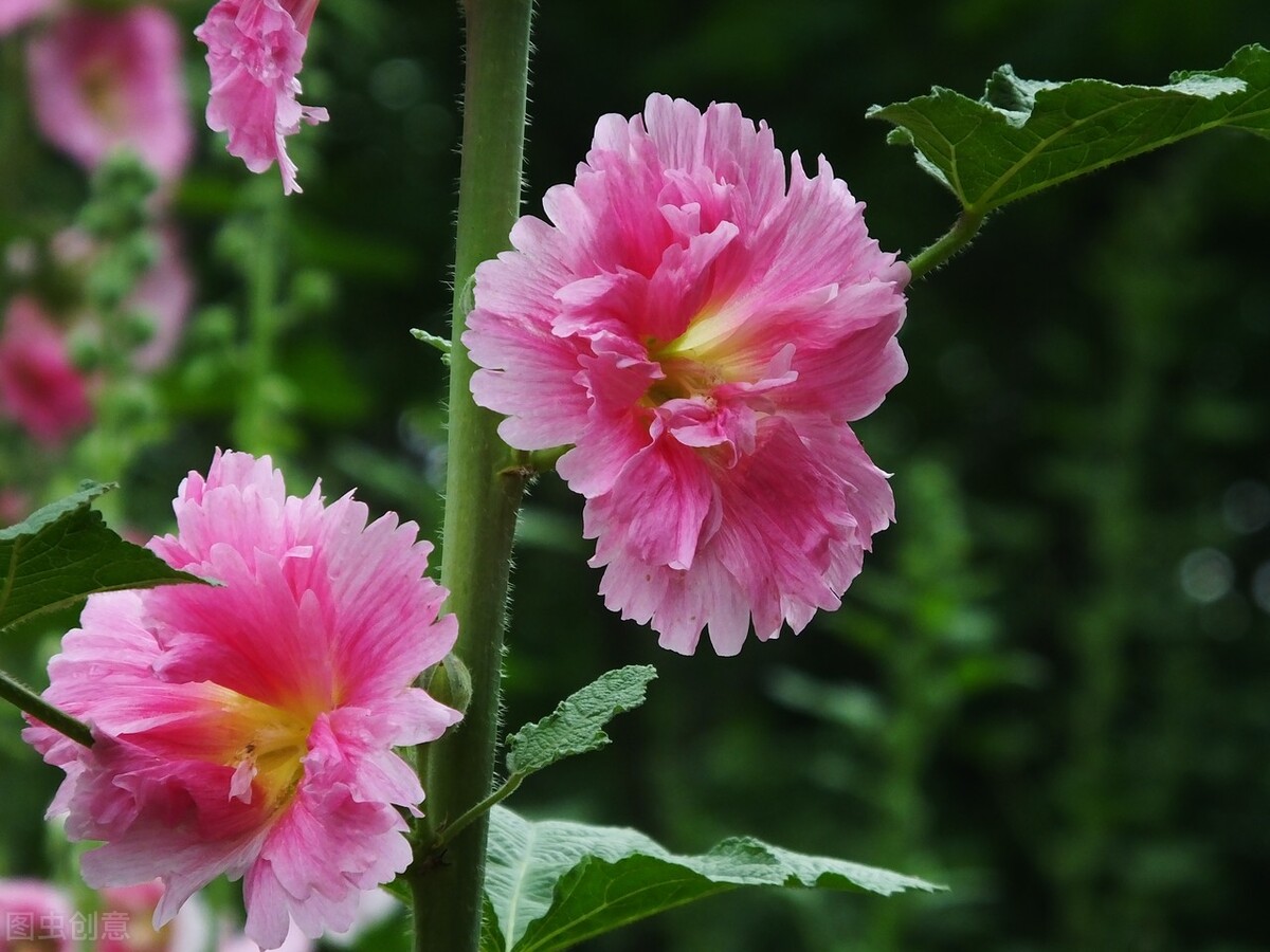 四川一种名花：花叶可食、全株入药，一开就是180天，又美又强大