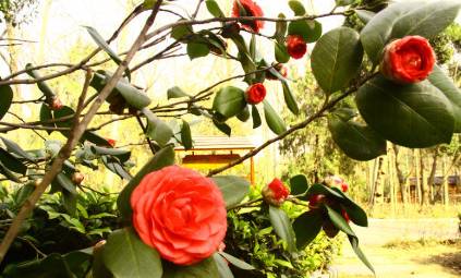 风光无限好，览尽于汤池