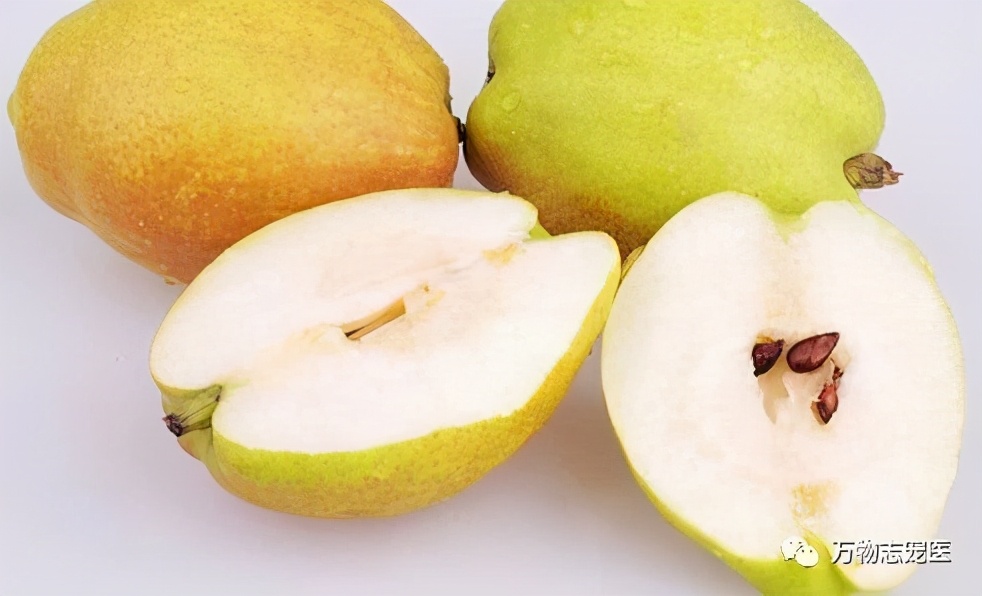 养鹦鹉注意事项和必备用品,养宠的危害