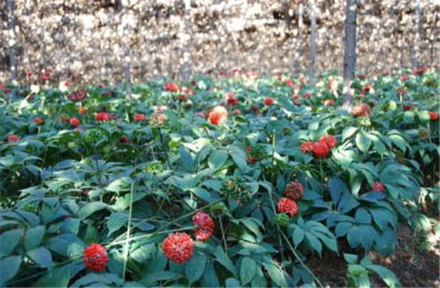 怎样栽培和加工三七,食用三七种植技术大全