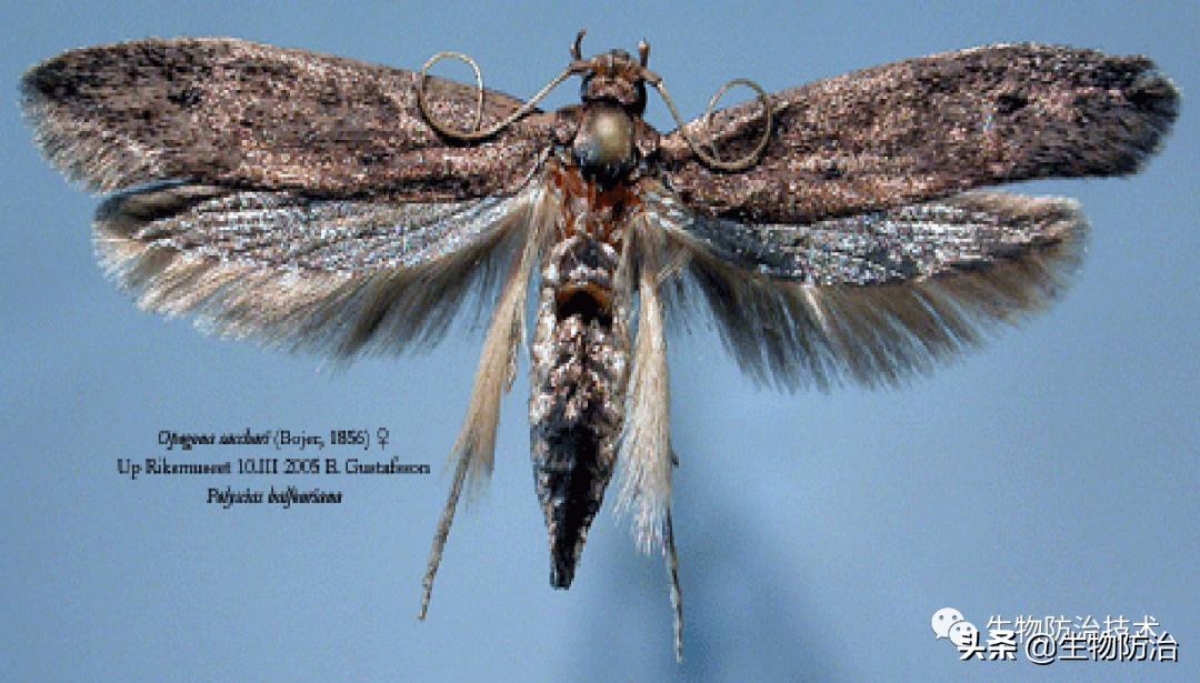 蛀干害虫是钻蛀害虫吗,果树枝干钻蛀害虫图片