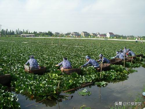 红楼梦描写的是南方吗,红楼梦中最能体现香菱的片段