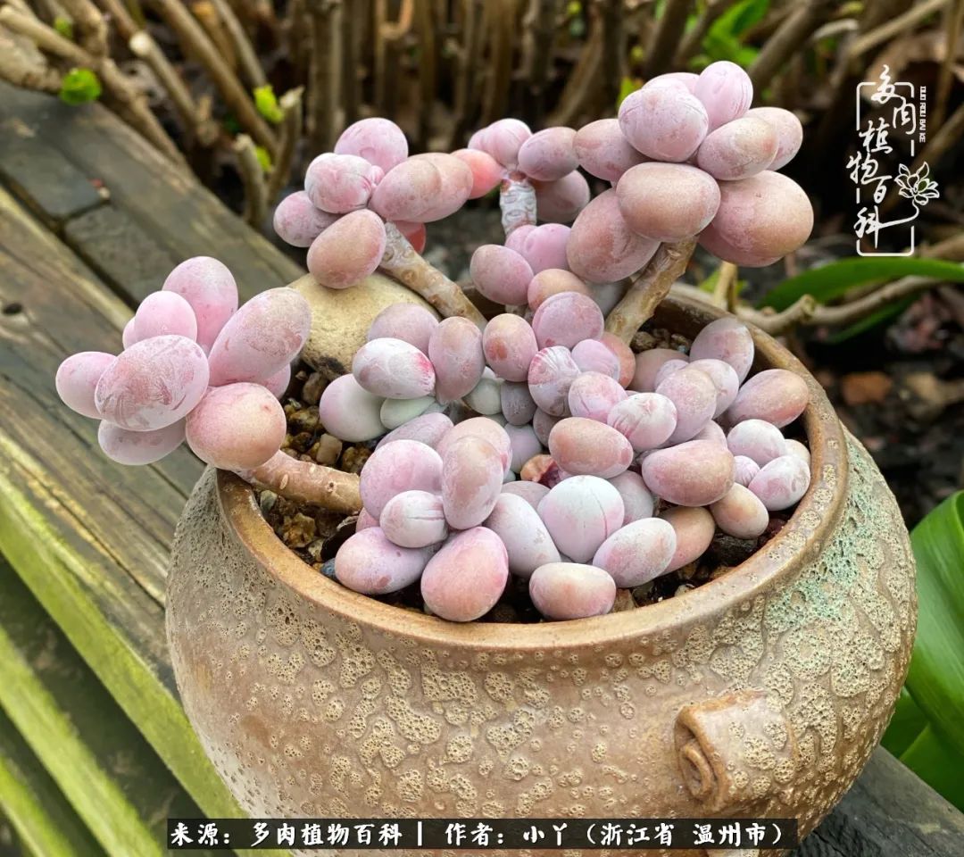 祖上无院家里无矿,一腔浪漫情怀付诸楼顶造花