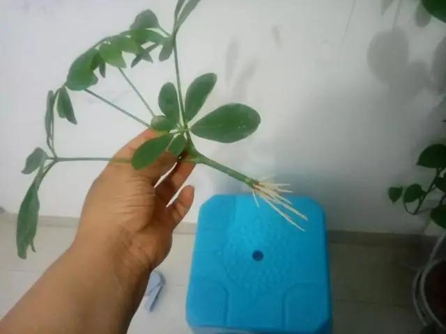 生根剂不用花钱买教你在家自己做,不用花钱在家可做万能生根剂