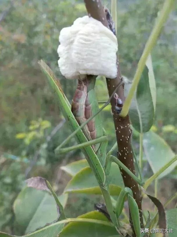 听大瓮聊聊生态种植里的那些事儿之昆虫篇（二）